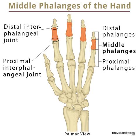 Middle Phalanx: Definition, Location, Anatomy, Diagram