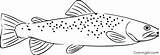 30 Free Printable Trout coloring Pages In Vector Format Easy To Print  sketch template