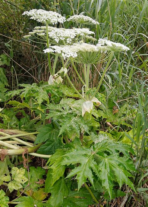 What is giant hogweed and how to identify it in the UK? | UK News ...