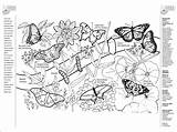 Botany Coloring Book Pages sketch template