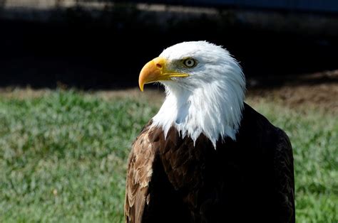 Brown and White Eagle · Free Stock Photo