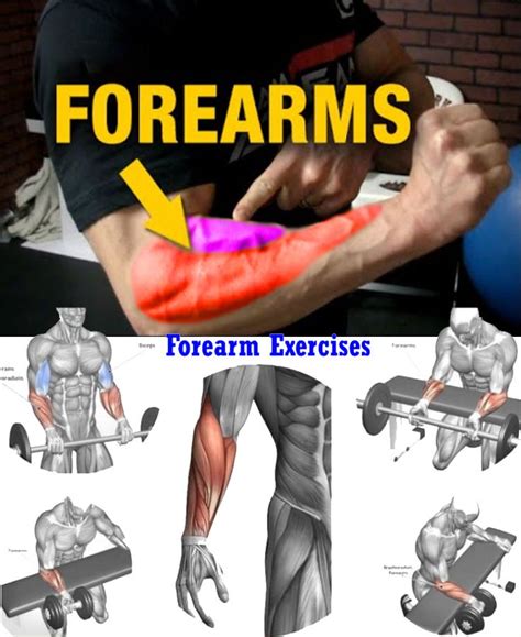 Exercises Forearms | Forearm workout, Shoulder workout, Best forearm exercises