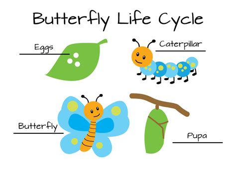 Erika Brent Sage & Zoo - Butterfly Life Cycle Download