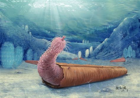 Ferocious 'penis worms' were the hermit crabs of the ancient seas | Live Science