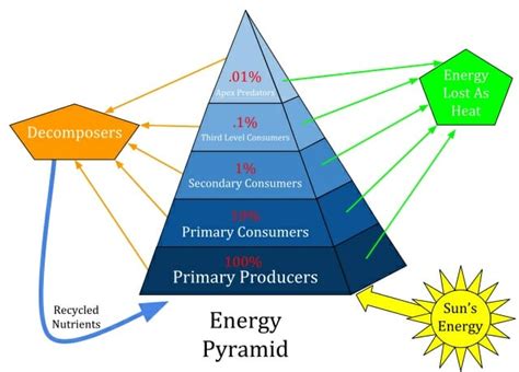 Tertiary Consumer - Definition, Examples & Function | Biology Dictionary