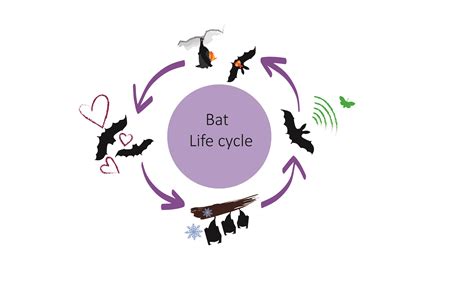 I've seen a bat flying at an unusual time - I'm concerned about bats - Bat Conservation Trust