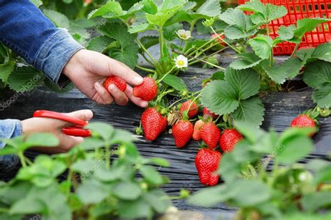 Female harvesting strawberry in field — Stock Photo © lzf #67863665