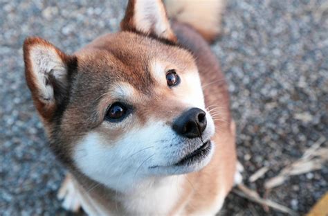 Shiba-inu : la star des chiens japonais - 🐕