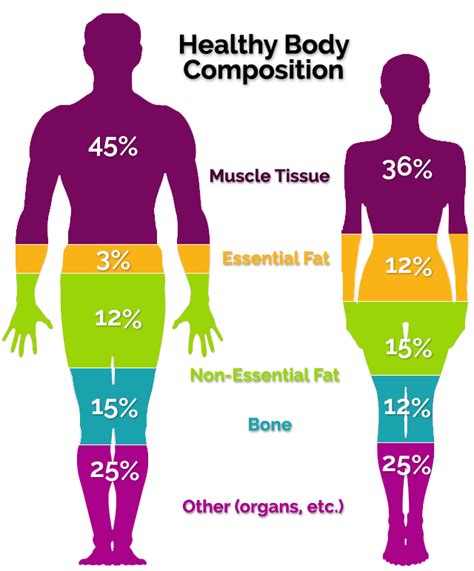 Body Composition | The Diabetes Prevention Institute