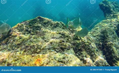 Fish at the Omeo Wreck at Coogee Beach Stock Video - Video of diving ...