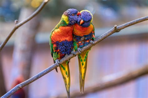 wallpaper rainbow lorikeet, parrots, birds, couple, tenderness HD : Widescreen : High Definition ...