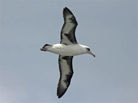 Where to go to spot nesting albatross in Hawaii - Hawaii Magazine