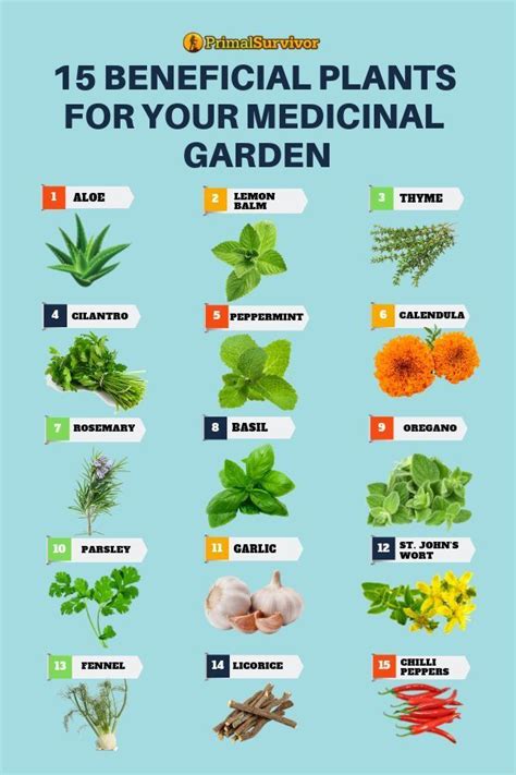 Pin on IHH~ Growing Herbs