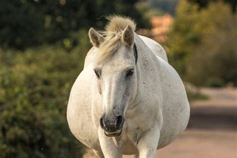 How To Tell If a Horse Is Pregnant » Petsoid