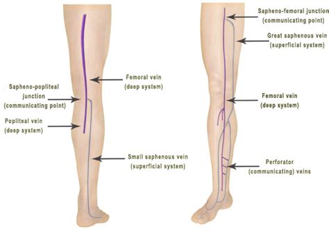 Leg Vein Anatomy | By Vein Specialist in Los Angeles