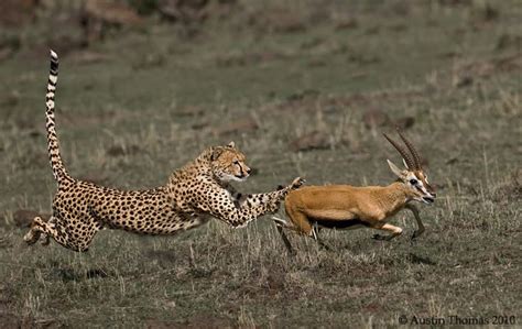 Cheetah chasing Gazelle | Cheetah, Animals, Photo to art