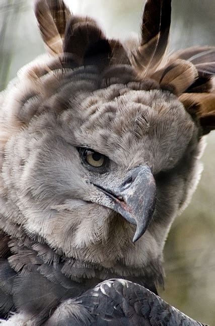 Harpy Eagle | Harpy eagle, Beautiful birds, Animals beautiful