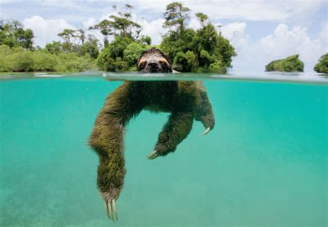 Sloths can swim three times faster than they can walk on land. And because of their ability to ...