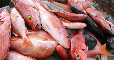 Iju Budak Baik: Ikan Merah Sumber Collagen Terbaik