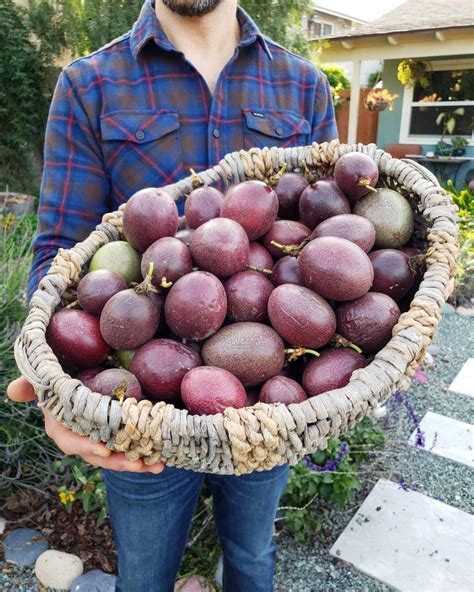 How to Grow Purple Passion Fruit vs. Maypops: The Ultimate Guide ...