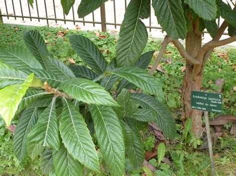 Loquats facts and health benefits