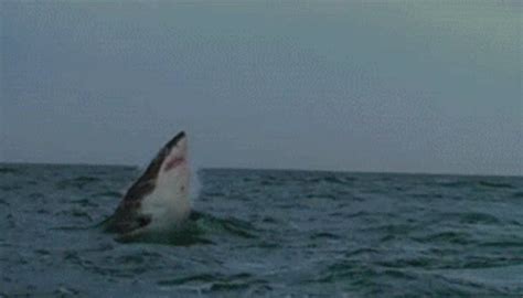 Shark Jump GIF - Shark Jump Swim - Discover & Share GIFs | Shark gif ...