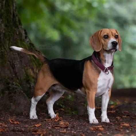 How Do Beagles Hunt? 7 Reasons That Make Beagles Good Hunters - PawCited