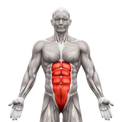 Rectus Abdominis Muscle Pain - Cause, Symptoms, Treatment