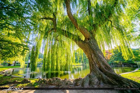 Wispering-Willow-Tree-Boston-Public-Garden by CaptainKimo on DeviantArt