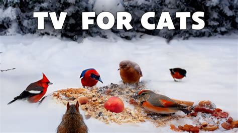 Bird Video for Cats to Watch Birds Dance and Sing in the Christmas Space & Relaxing Bird Songs ...