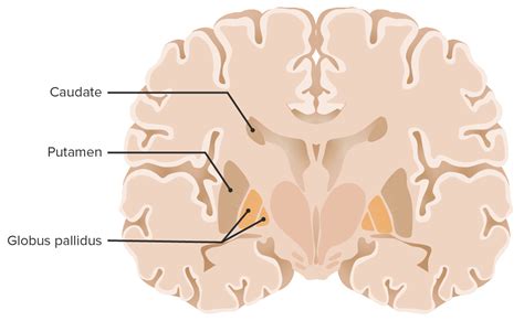 Sagittal Brain Basal Ganglia