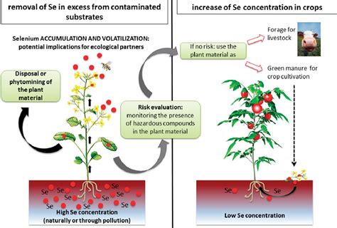 Figure 1 from Selenium Biofortification and Phytoremediation Phytotechnologies: A Review ...