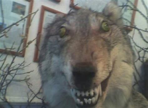 Create meme "demented wolves, The wolf is stuffed, memes wolf" - Pictures - Meme-arsenal.com