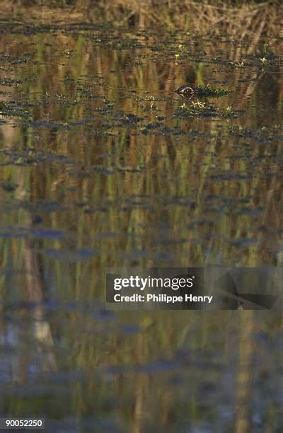 135 Brazos Bend State Park Stock Photos, High-Res Pictures, and Images - Getty Images