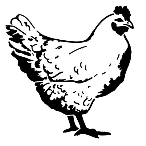 Chicken Drawing Outline at GetDrawings | Free download