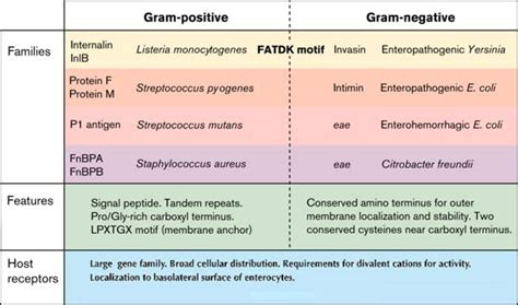 Bacterial pathogenesis: Common entry mechanisms: Current Biology