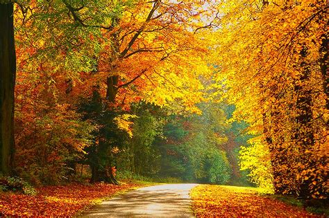 Through the Autumn Woodland | Magic that year. Looks good fo… | Flickr