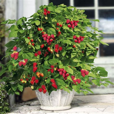 Growing Raspberry in Pots | Raspberry Container Care