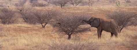 Mali Elephant Project | ICFC