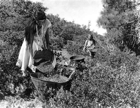 The Yokuts here picking berries were a friendly and peaceful loving ...