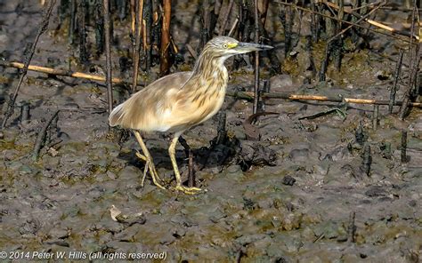 Heron Squacco (Ardeola ralloides) - Gambia - World Bird Photos