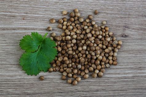 Coriander seeds dish view 12844902 Stock Photo at Vecteezy