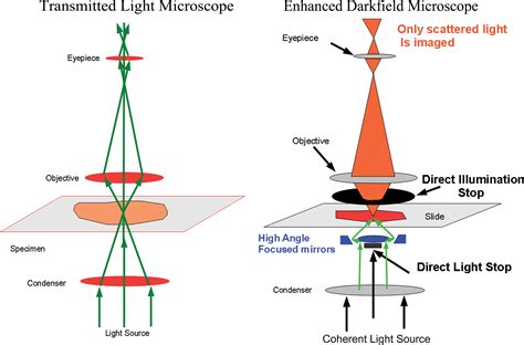 The Fate of Inhaled Nanoparticles: Detection and Measurement by ...