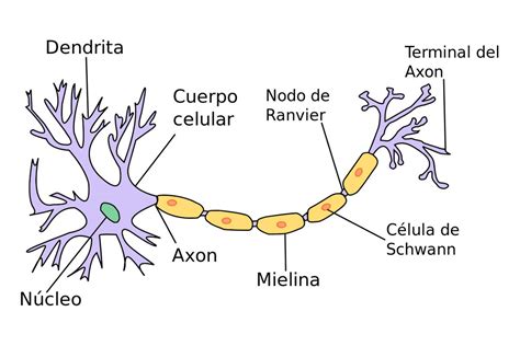 PRINCIPIOS ANATOMOFISIOLÓGICOS DEL SISTEMA NERVIOSO.