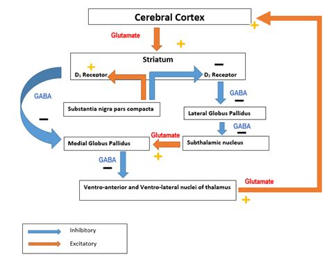 Basal Ganglia Pathway