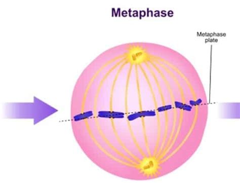 Easy Explanation of the 5 Stages of Mitosis - Fairman Aladvid