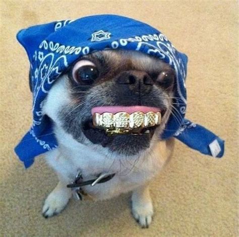 I’m rich my gold teeth for 20k (°¿°) | Cute baby animals, Pugs funny, Cute pugs