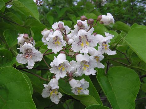 Catalpa bignonioides - Wikipedia