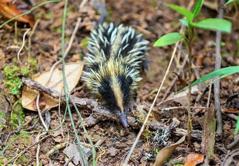 Lowland Streaked Tenrec, Hemicentetes Semispinosus, Madagascar wildlife Photograph by Artush ...