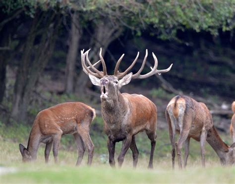 Red Deer Hunting | Passion & Prey European Hunting Services